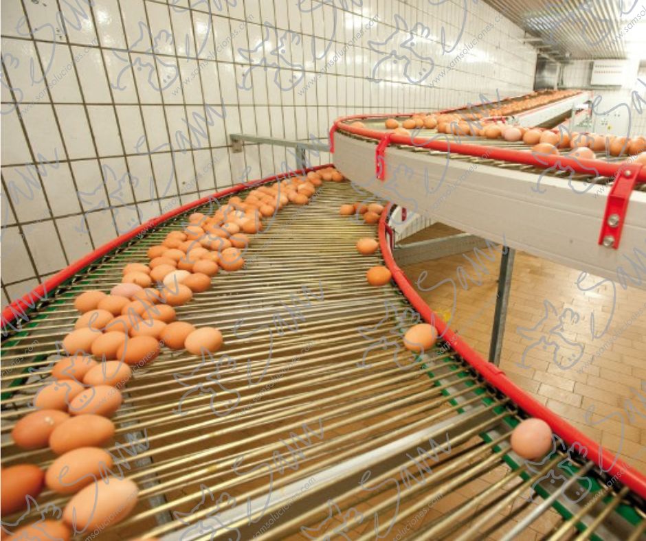 TRANSPORTADOR CON CURVAS PARA EL TRANSPORTE DE HUEVOS